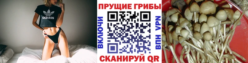 Галлюциногенные грибы мицелий Новая Усмань